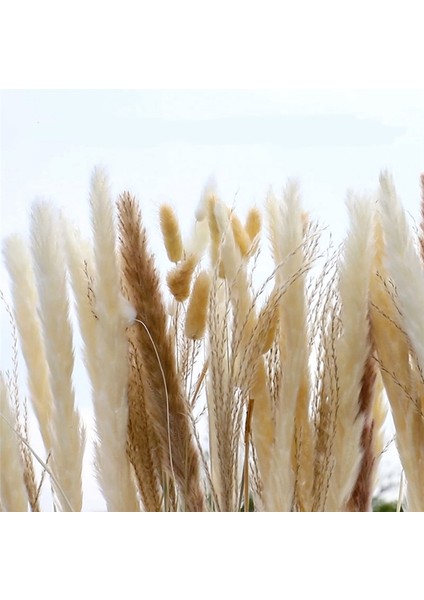 125 Adet Kurutulmuş Bitki Dalları, Kabarık Pampas Çiçekli Vazo Dolgusu (Yurt Dışından) modelleri