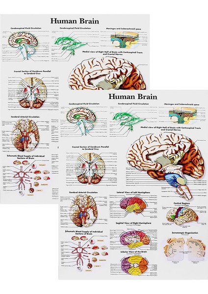 Beyin Anatomisi Poster, 2 Paket Lamine Insan Beyin Tablosu, Beyin (Yurt Dışından)