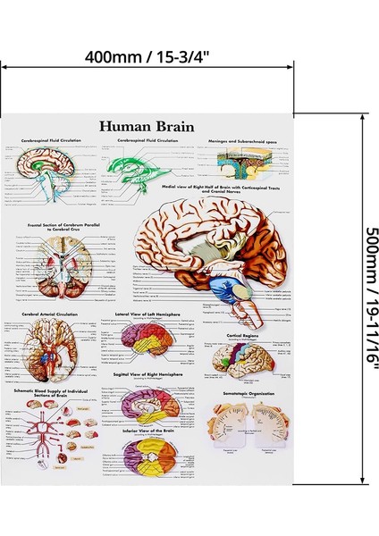 Beyin Anatomisi Poster, 2 Paket Lamine Insan Beyin Tablosu, Beyin (Yurt Dışından)