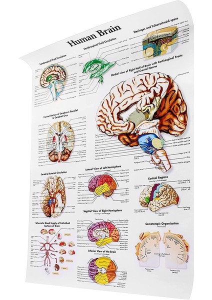 Beyin Anatomisi Poster, 2 Paket Lamine Insan Beyin Tablosu, Beyin (Yurt Dışından)