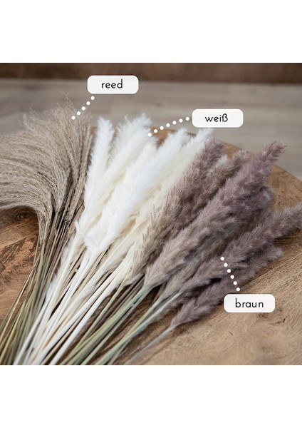 Doğal Pampas Otu Kurutulmuş Çiçekler Dekor 65 Parça 45 cm Kabarık (Yurt Dışından) modelleri