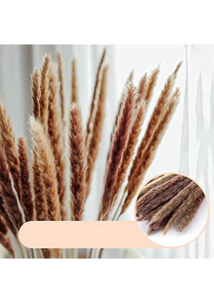 Kurutulmuş Pampas Otu Doğal Kurutulmuş Çiçekler Kurutulmuş Çiçek Buketi (Yurt Dışından) modelleri
