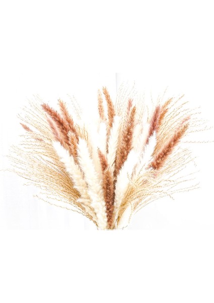 60 Adet Doğal Kurutulmuş Pampas Otu, Boho Düzenlemeler Için Pampas (Yurt Dışından)