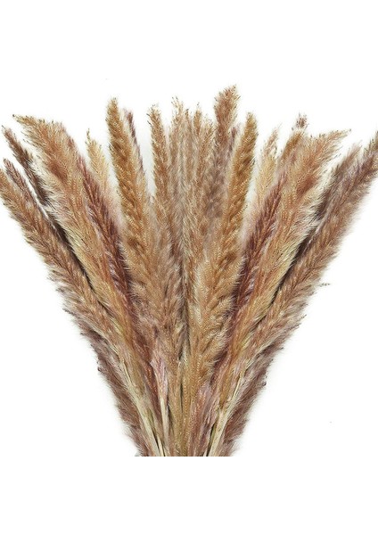 Kurutulmuş Pampas Otu 60 Sap Doğal Pampas Otu Dekor Kurutulmuş Çiçekler (Yurt Dışından)