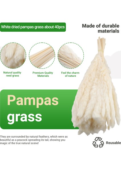 40 Adet Kurutulmuş Pampas Otu 45CM Düğün Çiçek Düzenlemeleri Dekoru Için (Yurt Dışından) fırsatları