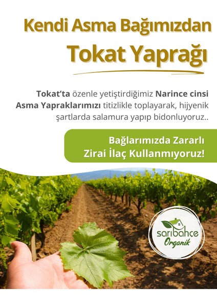 Tokat Asma Yaprağı 5 kg