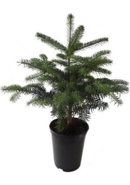 Toros Göknar Köknar Çam Fidanı 3 Yaş 30-50 cm Abies Cilicica