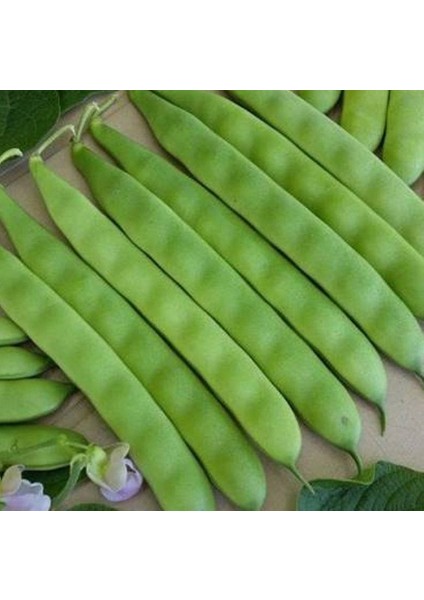 Fasulye Tohumu Sarıkız Oturak 25 gr 1 Adet
