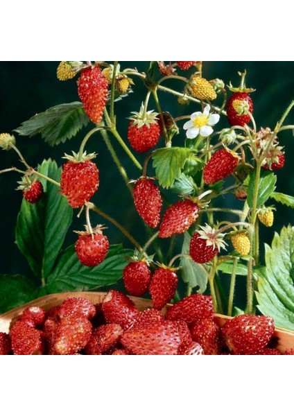 Çilek Tohumu Strawberry 500 Tohum 1 Adet