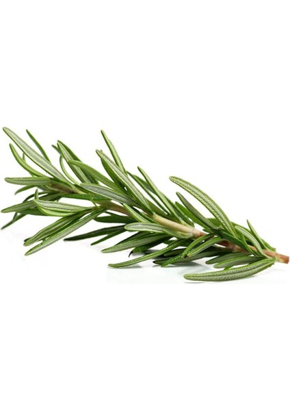 40 Gram Doğal Taptaze Biberiye Otu 40 Gr. Fresh Rosemary Dalından Evinize Taze modelleri