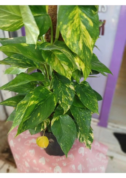 Epipremnum Aureum Pothos Sarmaşığı Salon Bitkisi 50-60 Cm.