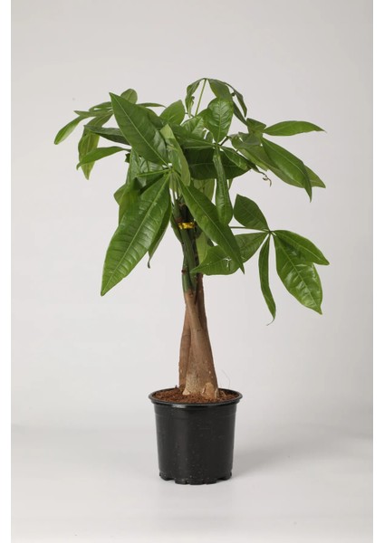 Pachira Aquatica 40-60 Cm. Örgülü Gövdeli Para Ağacı Çiçeği