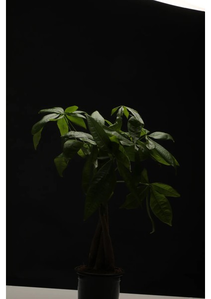 Pachira Aquatica 40-60 Cm. Örgülü Gövdeli Para Ağacı Çiçeği