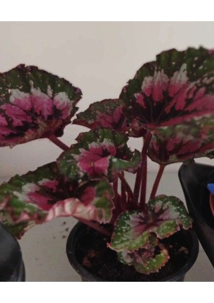 Canlı Yapraklı Rex Begonia- Begonya