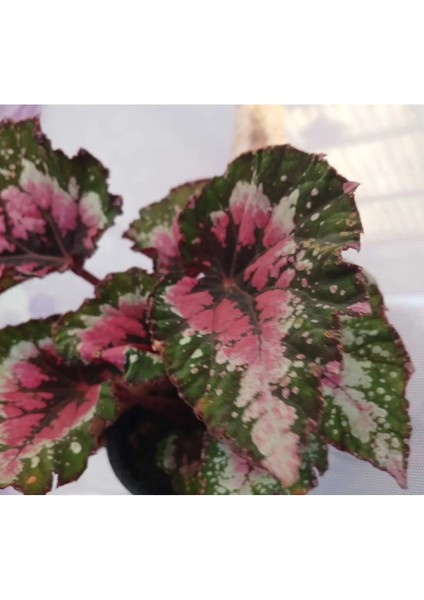 Canlı Yapraklı Rex Begonia- Begonya