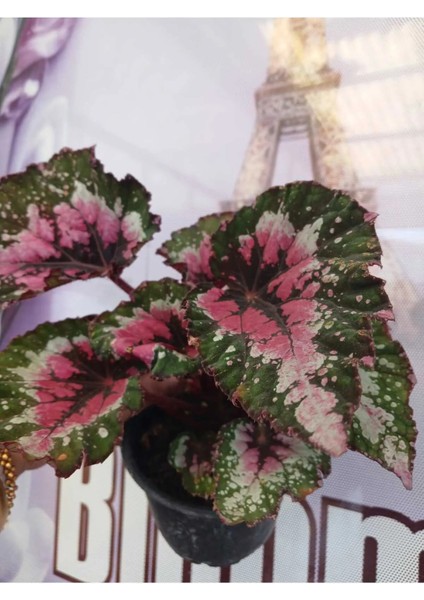 Canlı Yapraklı Rex Begonia- Begonya