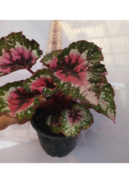 Canlı Yapraklı Rex Begonia- Begonya