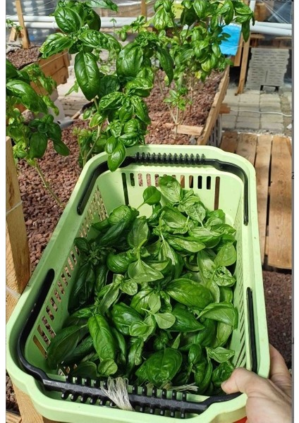 Taze Italyan Fesleğeni Yaprakları -1kg