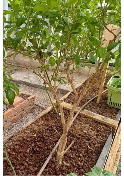 Taze Italyan Fesleğeni Yaprakları -1kg
