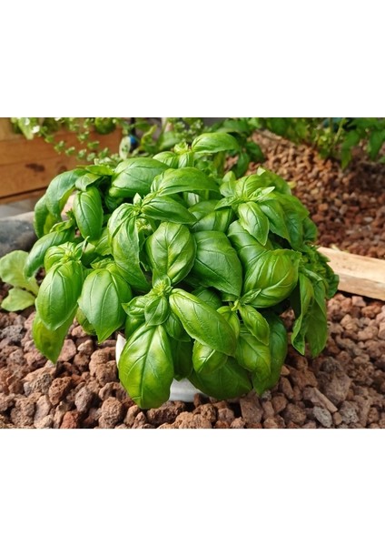 Taze Italyan Fesleğeni Yaprakları -1kg