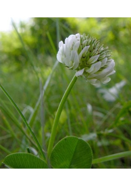 Üçgül Tohumu 1 Kg- Süs Yoncası ( Trifolium Repens ) Orijinal Ambalaj modelleri