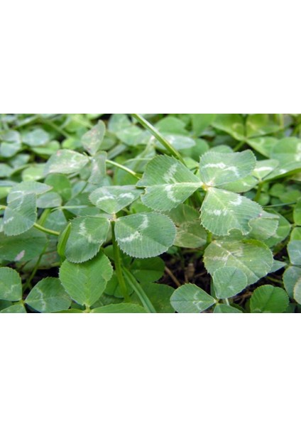 Üçgül Tohumu 1 Kg- Süs Yoncası ( Trifolium Repens ) Orijinal Ambalaj fırsatları