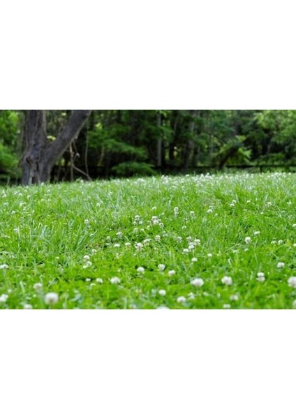 Üçgül Tohumu 1 Kg- Süs Yoncası ( Trifolium Repens ) Orijinal Ambalaj indirimleri