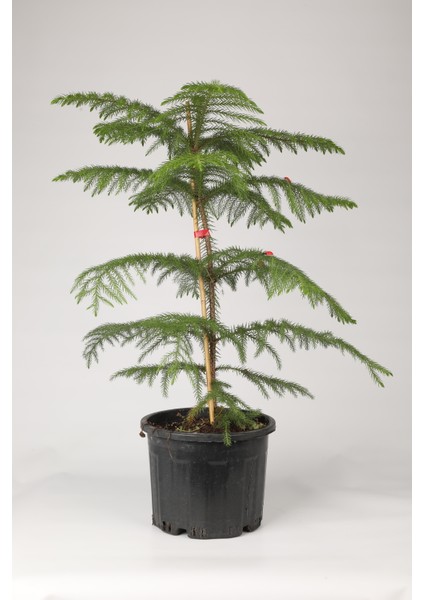 Araucaria Heterophylla Ithal Salon Çamı