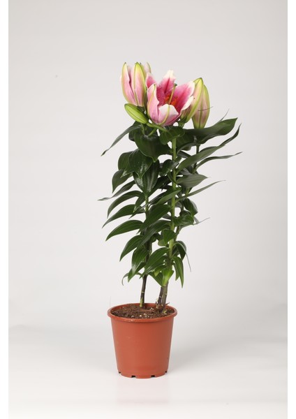 Ithal Pembe Lilyum Çiçeği Saksıda