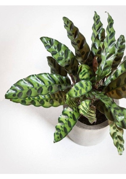 Calathea Lancifolia (Dua Çiçeği) Özel Tür Dua Çiçeği Ev Işyeri Salon Bitkisi