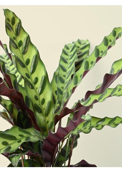 Calathea Lancifolia (Dua Çiçeği) Özel Tür Dua Çiçeği Ev Işyeri Salon Bitkisi