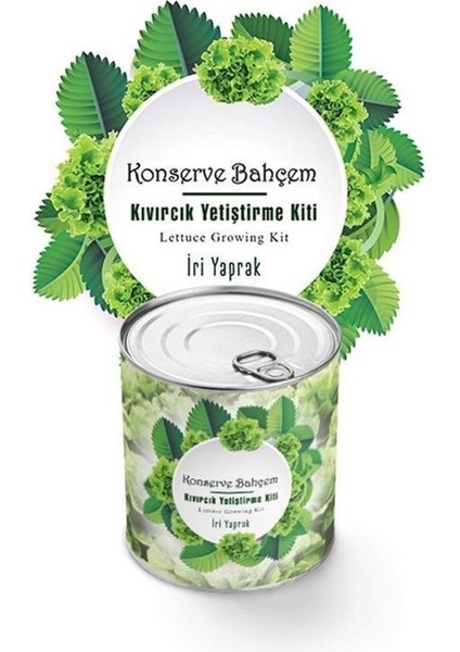 Konserve Bahçem Evde Konservede Iri Yapraklı Kıvırcık Yetiştirme Kiti