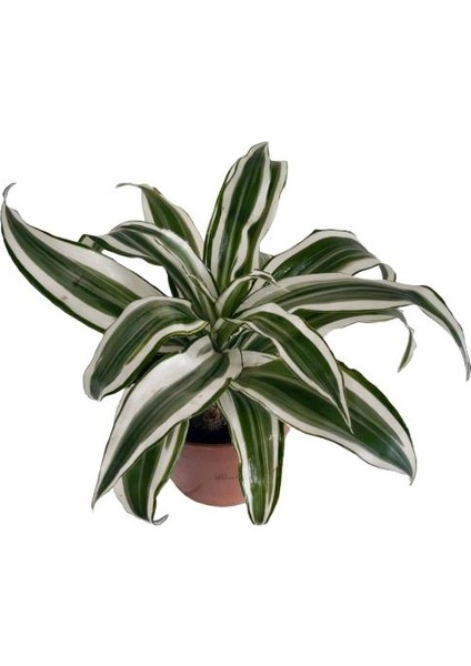 Dracaena Deremensis