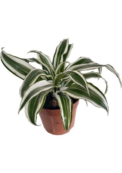 Dracaena Deremensis fiyatları