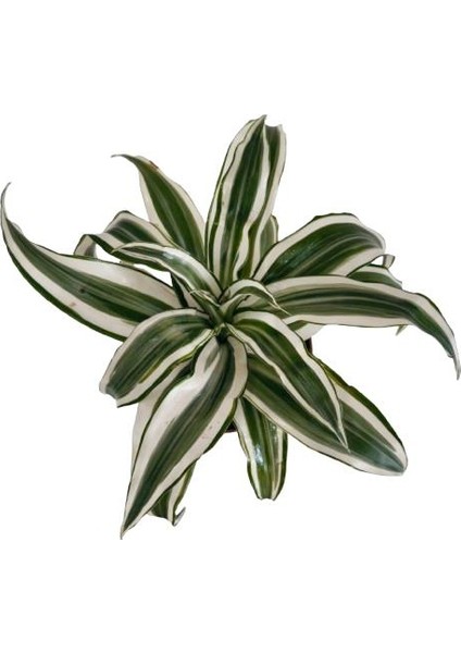 Dracaena Deremensis modelleri