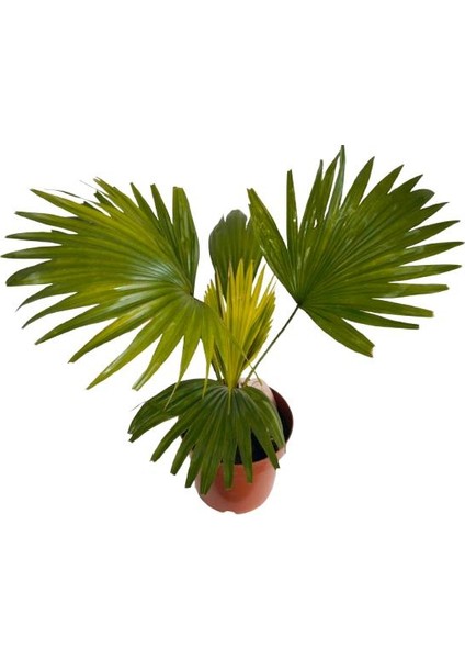 Livistona Rotundifol Ev Palmiyesi
