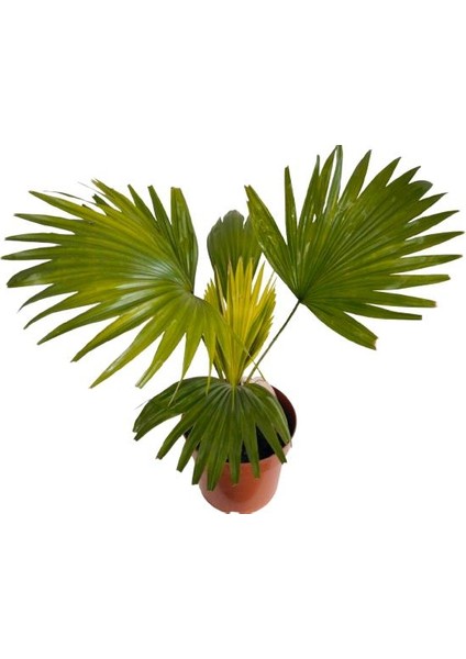 Livistona Rotundifol Ev Palmiyesi fiyatları