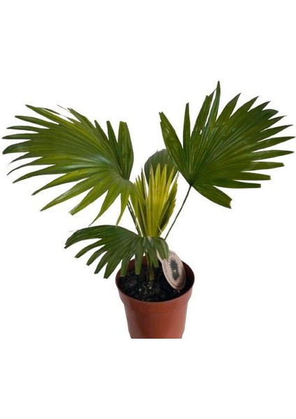 Livistona Rotundifol Ev Palmiyesi modelleri