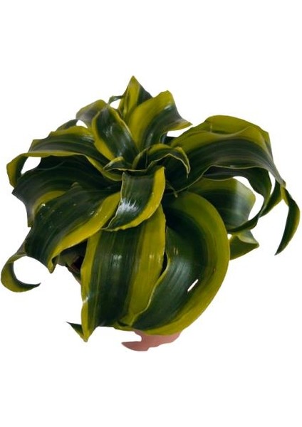 Dracaena Tornado 12 Lik Saksıda