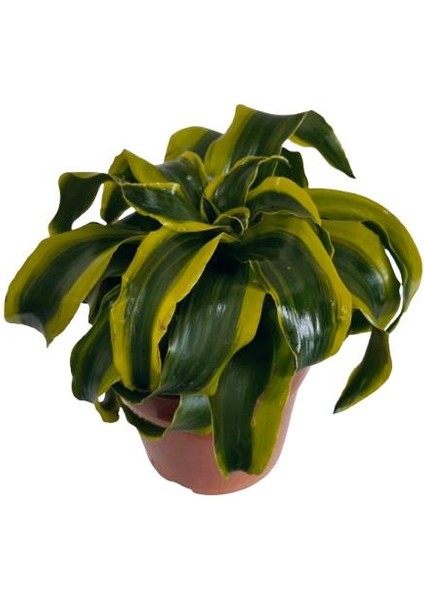 Dracaena Tornado 12 Lik Saksıda modelleri