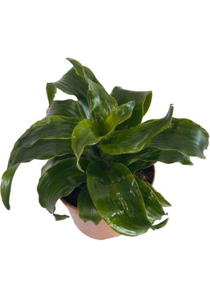 Dracaena Janet Craig fiyatları