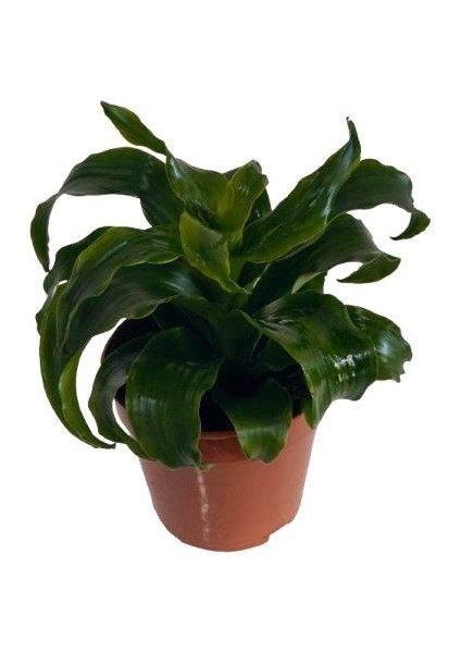 Dracaena Janet Craig modelleri