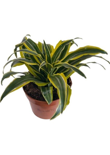 Dracaena Fragrans Lemon Lıme