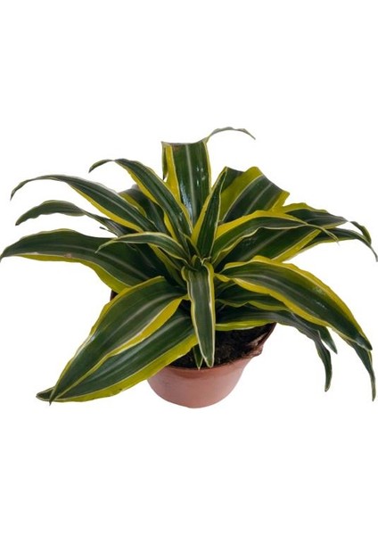 Dracaena Fragrans Lemon Lıme