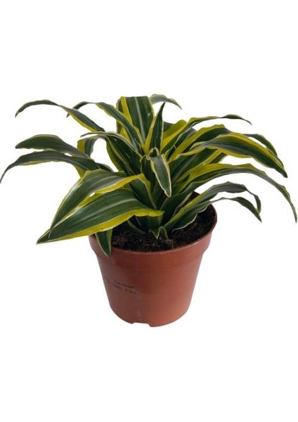 Dracaena Fragrans Lemon Lıme