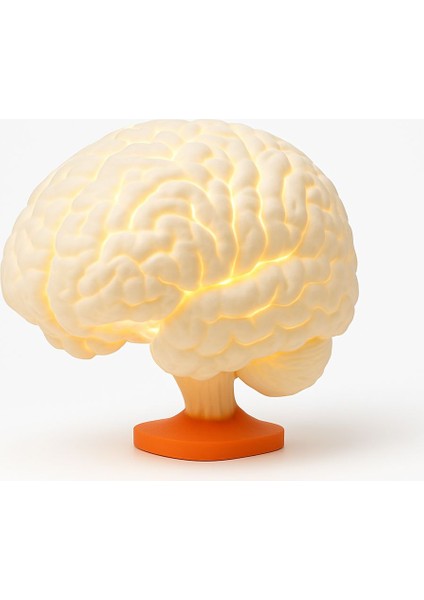 Brain Lamp – Gerçek Ölçekli Beyin Şeklinde Masa Lambası