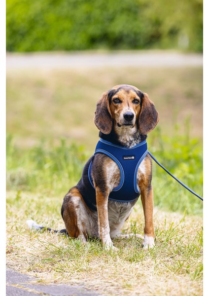 Beeztees Köpek Göğüs Tasması, Neopren, Mavi, M, 41-46CM