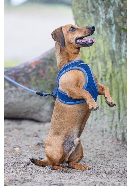 Beeztees Köpek Göğüs Tasması, Neopren, Mavi, S, 38-44CM fırsatları