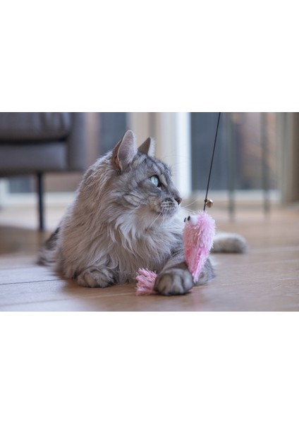 Beeztees Kedi Oltası, Zilli, Peluş Ahtapot, fırsatları