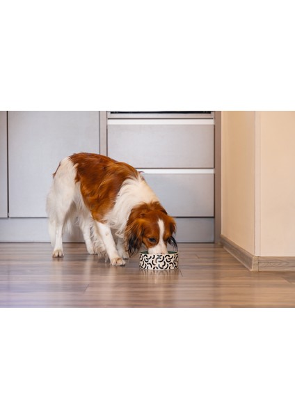 Beeztees Köpek Mama Su Kabı, Seramik, Yeşil Beyaz, 16CM, 800ML fiyatları